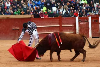Novillada con picadores de lunes en el Carnaval del Toro de Ciudad Rodrigo 2026 | Mateo G.J.