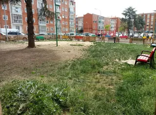 San bernardo