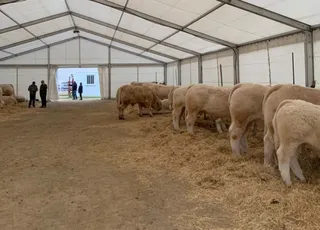 GALERÍA | Algunos ejemplares de raza charolesa de la ganadería de Ángel Bravo en la Feria de ganado de San Andrés de Ciudad Rodrigo 2023