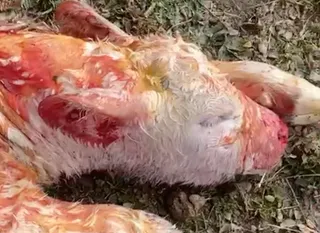 Ataque de los meloncillos a un ternero en Yecla de Yeltes | UPA SALAMANCA