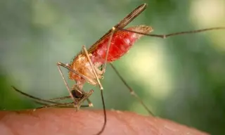 Mosquito. Foto EP