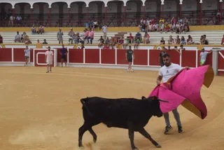 Suelta de vaquillas en las Ferias de Peñaranda