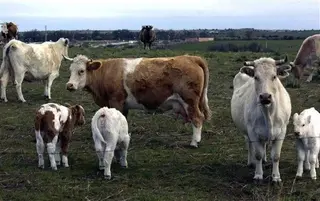 Unidades veterinarias y oficinas agrarias