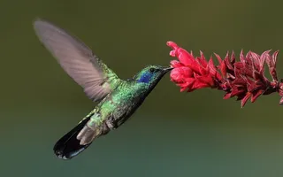 Un colibrí. | EP