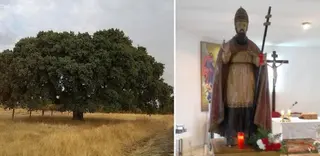 La encina de San Silvestre