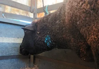 Ataque del lobo a una oveja. Foto UCCL