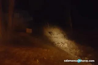 Jabalíes Aldehuela