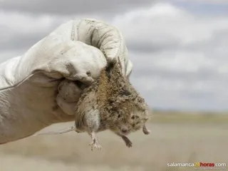 TOPILLO