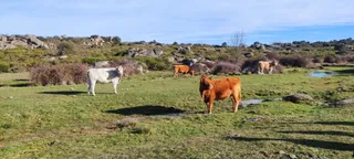 Vacas en el campo. Foto de archivo SALAMANCA24HORAS.COM