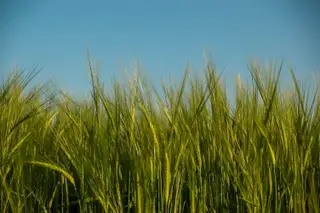 Cultivo. Archivo