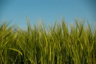Cereales, campo, cultivo
