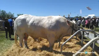 Feria Agroalimentaria Lumbrales (11)