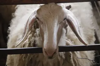 Ovejas