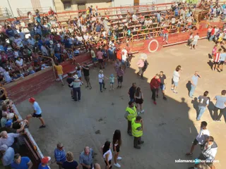 Toros en Villarino (2)