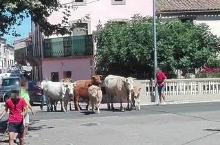 Vacas lumbrales