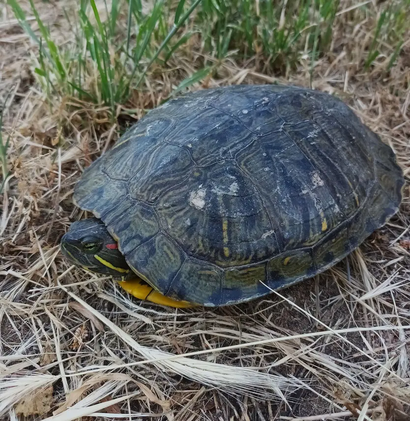Galápago de Florida de orejas naranja