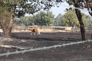 Así han quedado las zonas quemadas durante el incendio de Cipérez | Belén Hurtado
