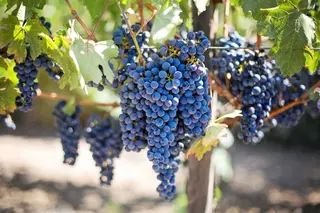 Uva enología bodega viñedo