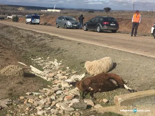 Ovejas muertas (4)