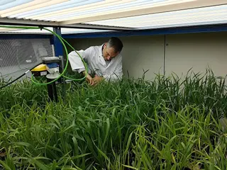 El investigador del IRNASA CSIC Juan Arellano trabajando en un ensayo de trigo en el fitotrón