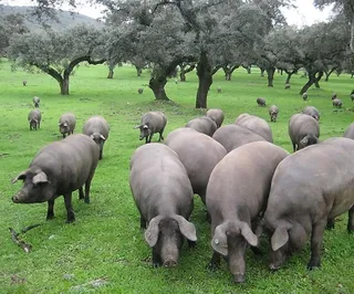 Porcino iberico