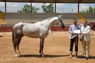 Concurso de Caballos (4)