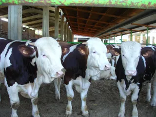 Explotación Bovina