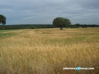 Campo cereales. Foto de archivo