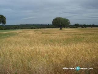 Campo cereales. Foto de archivo