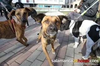 Día de la mascota en la plaza de Julián Sánchez El Charro
