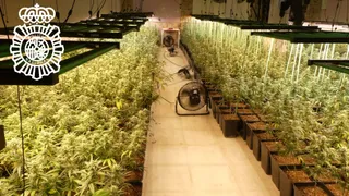 Plantación de marihuana incautada en la Rad