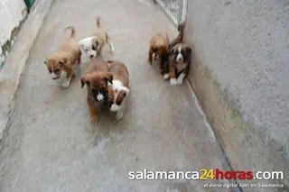 Club del Perro 31 agosto