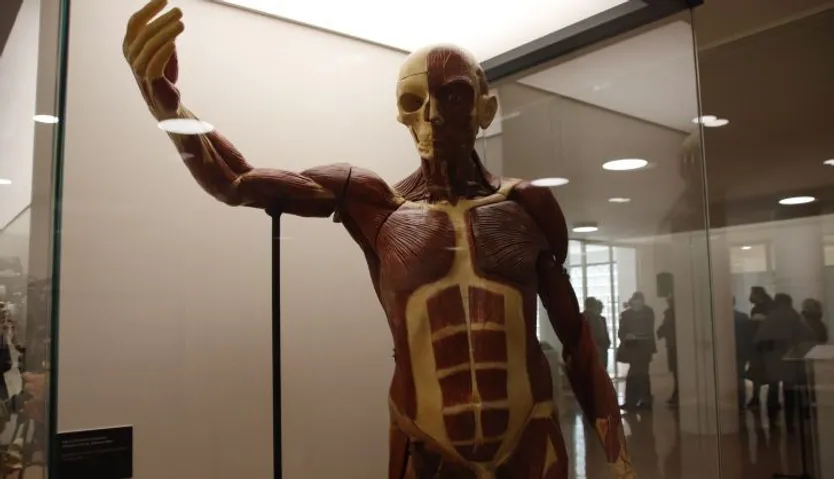 figuras anatómicas de cera coloreada de los siglos XIX y XX conservadas en el Departamento de Anatomía e Histologías Humanas de la Universidad de Salamanca