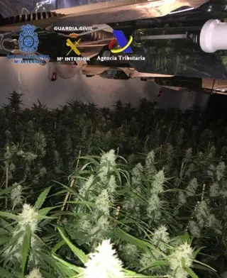 Operación de Guardia Civil y Policía Nacional contra el cultivo de marihuana