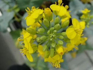 Floración de planta de colza en el invernadero del CIALE