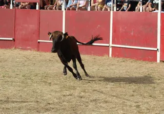 Vaquilla en una capea | Salamanca24horas