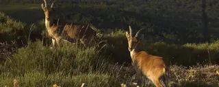 Especies en las Batuecas. Junta de Castilla y León