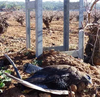 Ave muerta a los pies de un tendido eléctrico