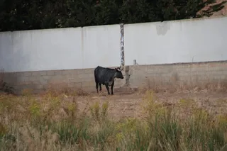 Buscan a una vaca huida del recinto ferial de Salamaq