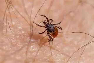 Imagen de una garrapata | Europa Press
