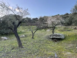 Almendros en flor en las Arribes. Fotos S24H (3)