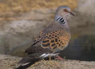 Tórtola europea | SEO/BirdLife