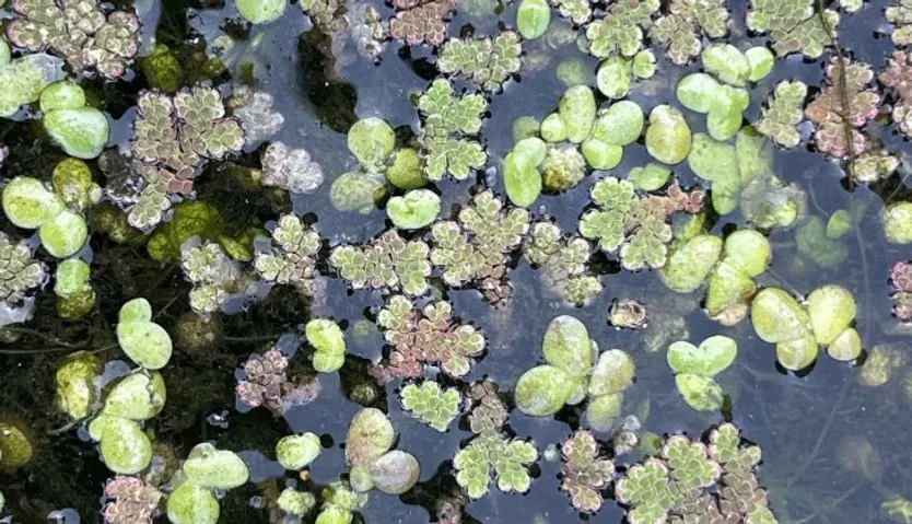 Azolla, especie vegetal invasora