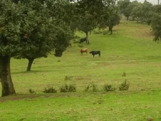Dehesa