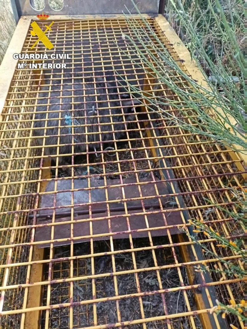 Jaula trampa, estoque y tejón muerto: la Guardia Civil investiga a un hombre en Villaseco de los Reyes