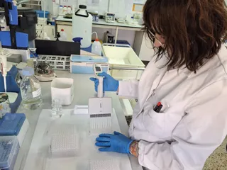 El IRNASA-CSIC suministra test para detectar garrapatas en granjas de cerdos | IRNASA-CSIC