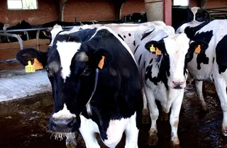 Vacas de leche