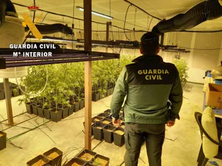Plantación de marihuana en Calvarrasa de Abajo