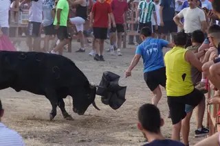 Toro del cajón en Villoruela