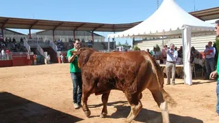 SUBASTA